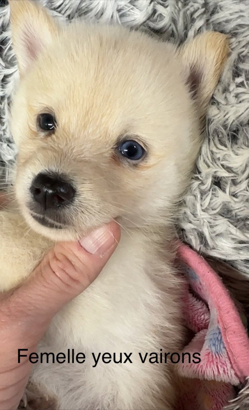 Cybèle Femelle Pomsky Cybèle Femelle Pomsky