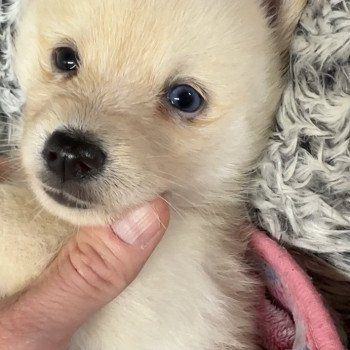 chiot Pomsky F4 sable Yeux Vairons Elevage de Pomsky & Samsky chiot Pomsky F4 sable Yeux Vairons Elevage de Pomsky & Samsky