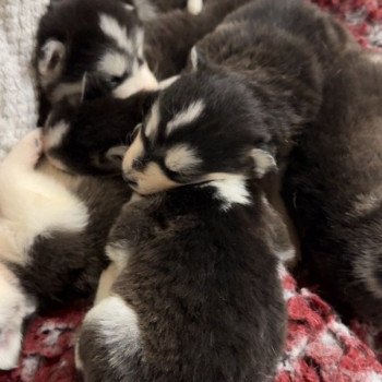 chiot Husky de siberie Elevage de Pomsky & Samsky chiot Husky de siberie Elevage de Pomsky & Samsky