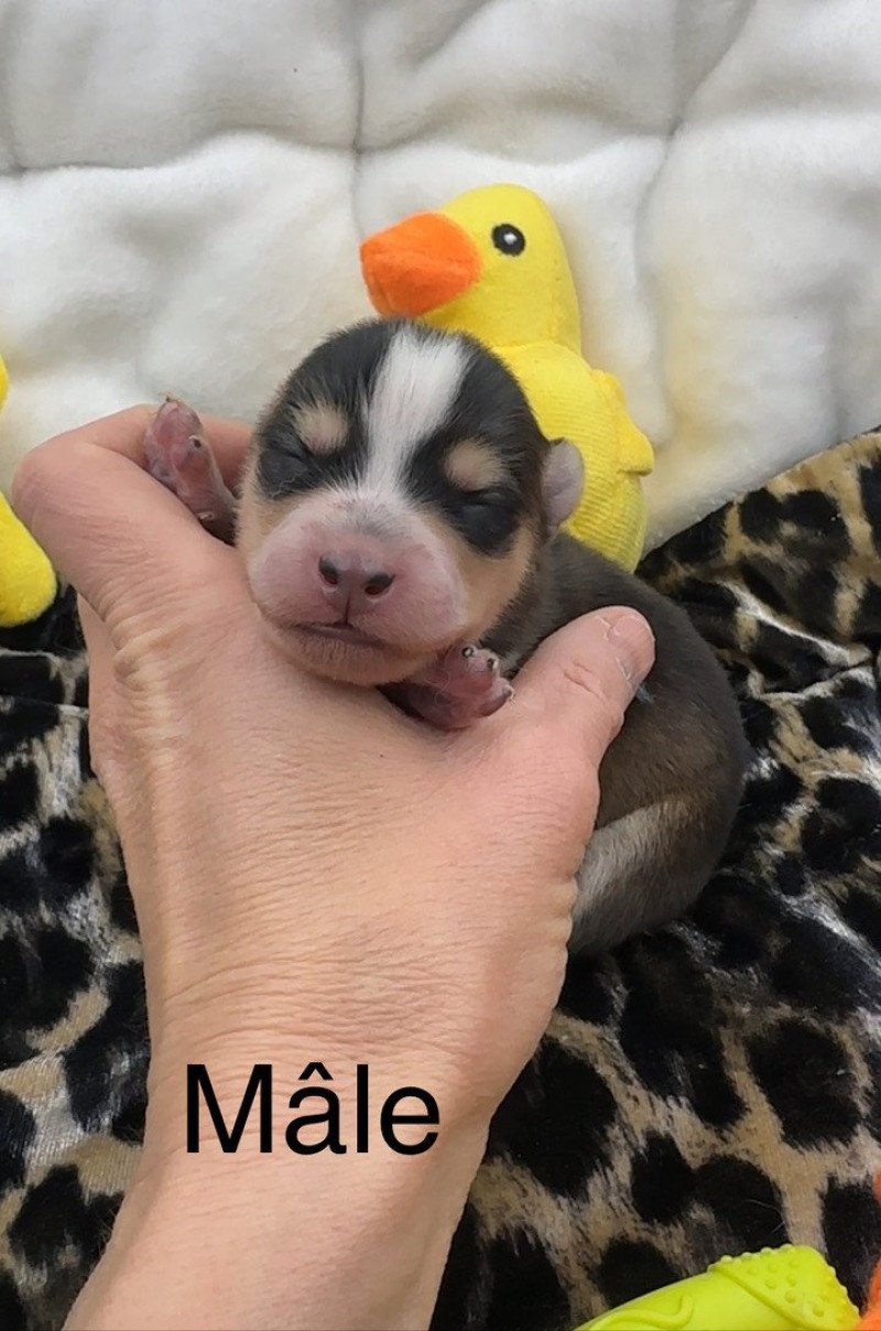 Male Pomsky F5 Mâle Pomsky Male Pomsky F5 Mâle Pomsky