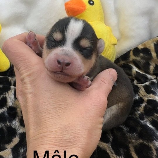 Male Pomsky F5 Mâle Pomsky