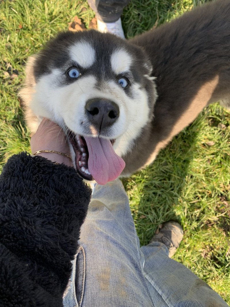 Naya Femelle Husky de siberie