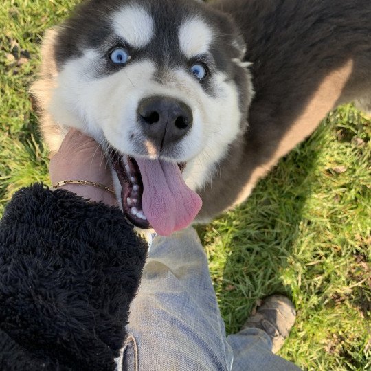 Naya Femelle Husky de siberie