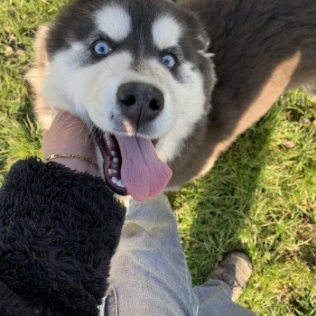 chien Husky de siberie Noir et Blanc Naya Elevage de Pomsky & Samsky