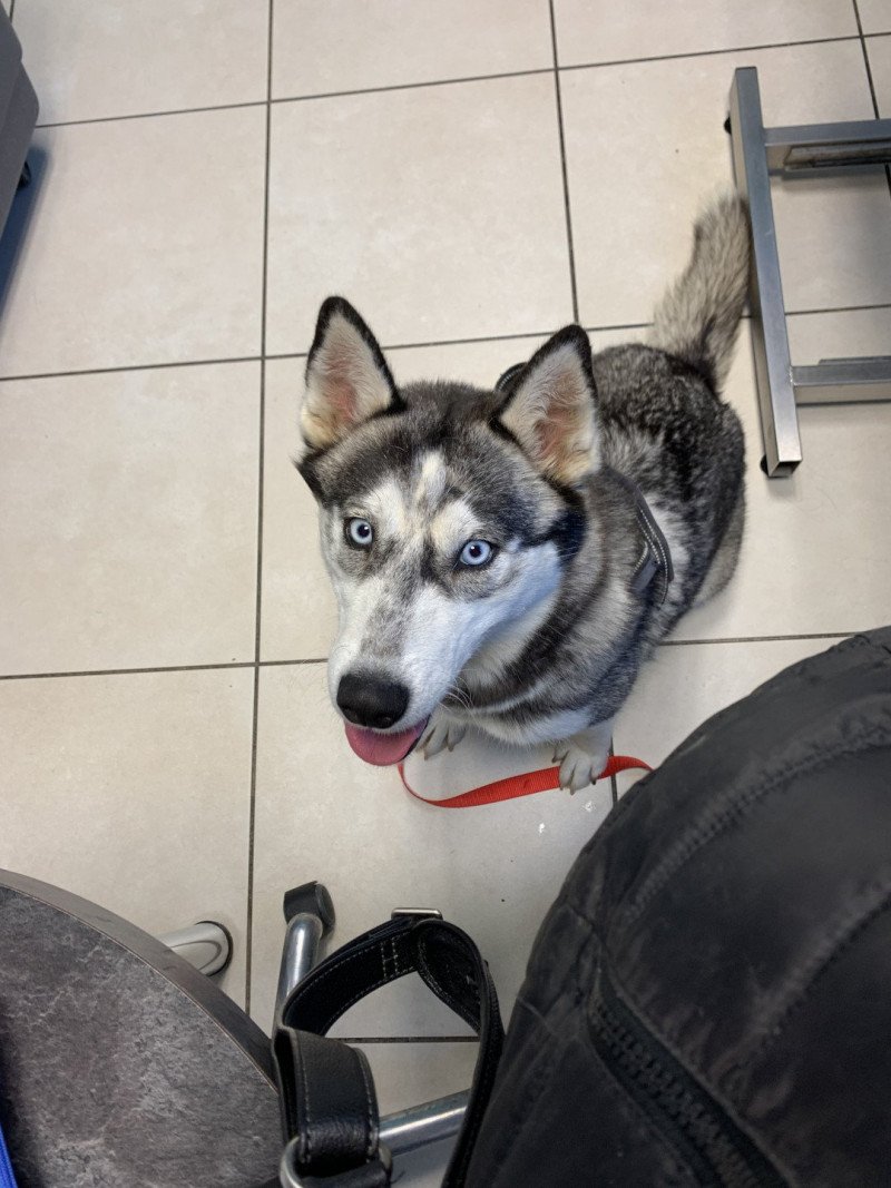 S'Godafoss Femelle Husky de siberie