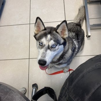 chien Husky de siberie grise et blanche S'Godafoss Elevage de Pomsky & Samsky