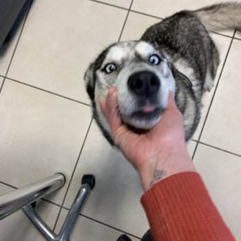 chien Husky de siberie grise et blanche S'Godafoss Elevage de Pomsky & Samsky