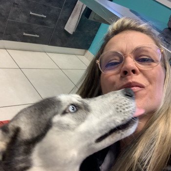 chien Husky de siberie grise et blanche S'Godafoss Elevage de Pomsky & Samsky chien Husky de siberie grise et blanche S'Godafoss Elevage de Pomsky & Samsky