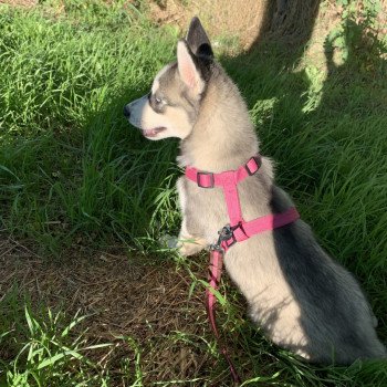 chien Husky de siberie grise et blanche S'Godafoss Elevage de Pomsky & Samsky