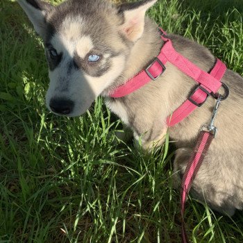 chien Husky de siberie grise et blanche S'Godafoss Elevage de Pomsky & Samsky