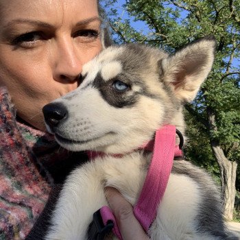 chien Husky de siberie grise et blanche S'Godafoss Elevage de Pomsky & Samsky