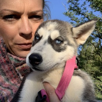 chien Husky de siberie grise et blanche S'Godafoss Elevage de Pomsky & Samsky chien Husky de siberie grise et blanche S'Godafoss Elevage de Pomsky & Samsky