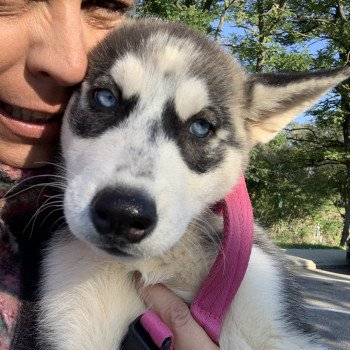 chien Husky de siberie grise et blanche S'Godafoss Elevage de Pomsky & Samsky chien Husky de siberie grise et blanche S'Godafoss Elevage de Pomsky & Samsky