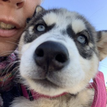 chien Husky de siberie grise et blanche S'Godafoss Elevage de Pomsky & Samsky