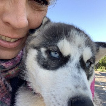 chien Husky de siberie grise et blanche S'Godafoss Elevage de Pomsky & Samsky