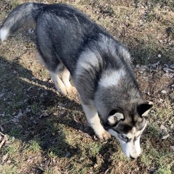 chien Husky de siberie grise et blanche S'Godafoss Elevage de Pomsky & Samsky