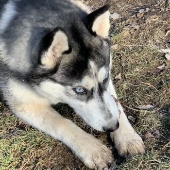 chien Husky de siberie grise et blanche S'Godafoss Elevage de Pomsky & Samsky