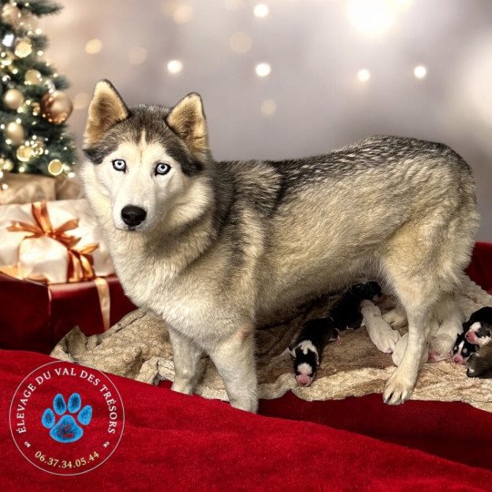 Silver Femelle Husky de siberie