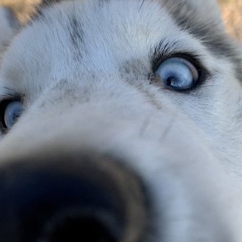 chien Husky de siberie silver Silver Elevage de Pomsky & Samsky