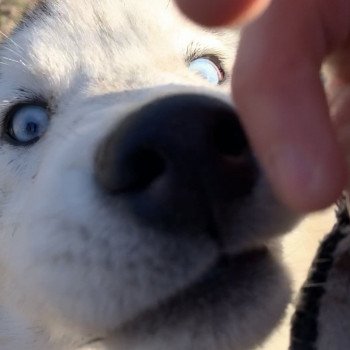 chien Husky de siberie silver Silver Elevage de Pomsky & Samsky