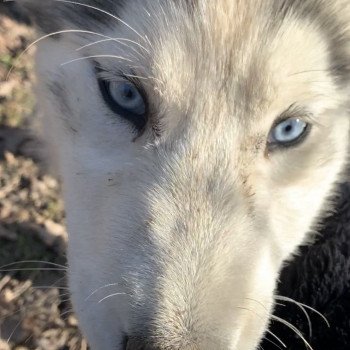 chien Husky de siberie silver Silver Elevage de Pomsky & Samsky