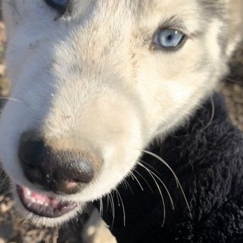 chien Husky de siberie silver Silver Elevage de Pomsky & Samsky