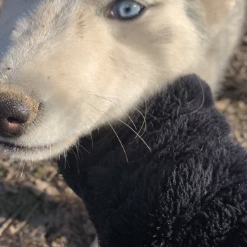 chien Husky de siberie silver Silver Elevage de Pomsky & Samsky