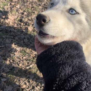 chien Husky de siberie silver Silver Elevage de Pomsky & Samsky