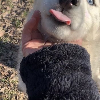 chien Husky de siberie silver Silver Elevage de Pomsky & Samsky