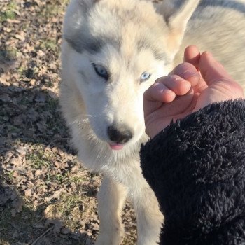 chien Husky de siberie silver Silver Elevage de Pomsky & Samsky