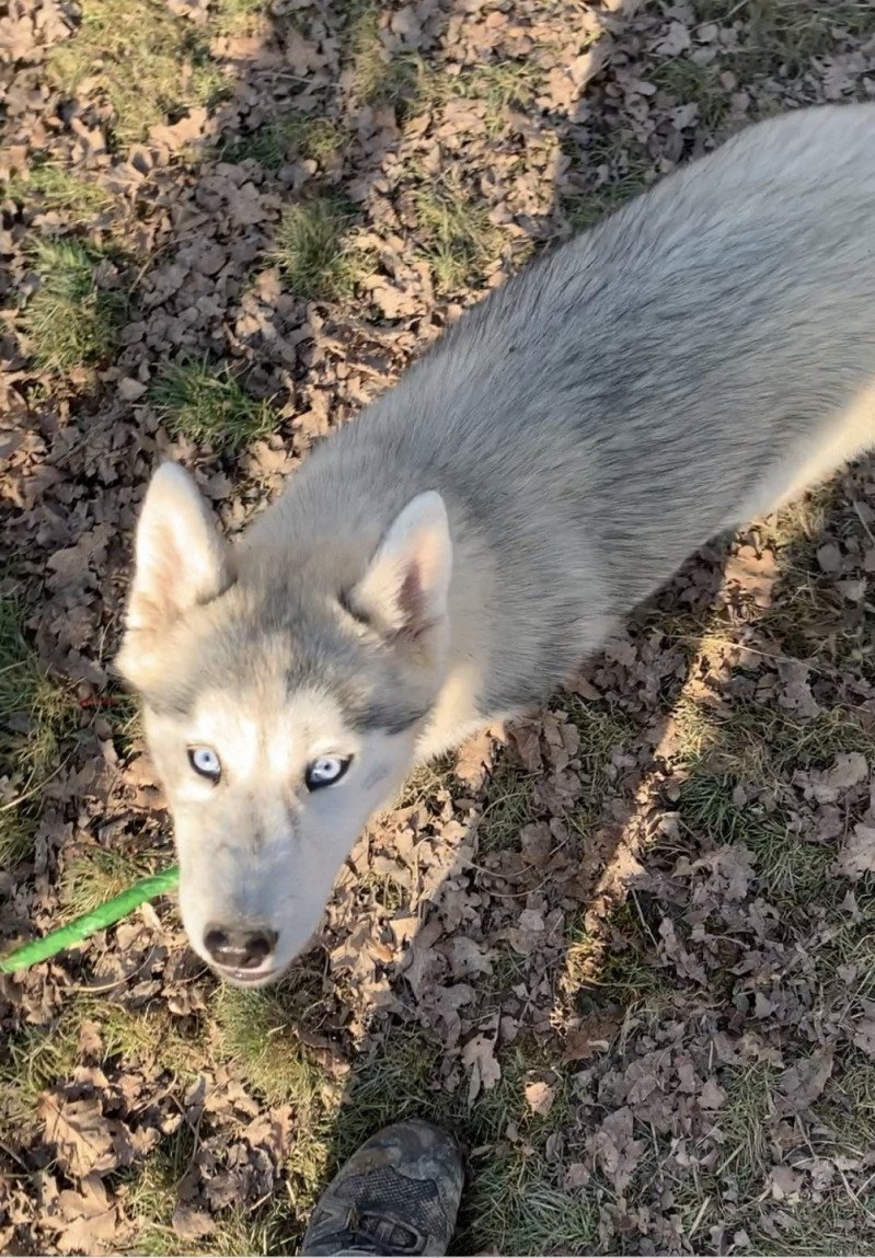 Silver Femelle Husky de siberie