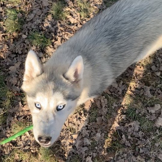 Silver Femelle Husky de siberie