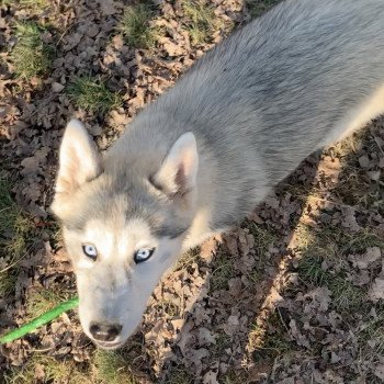 Silver Femelle Husky de siberie