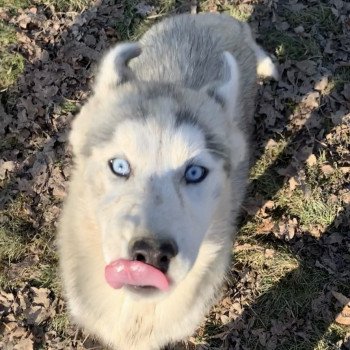 chien Husky de siberie silver Silver Elevage de Pomsky & Samsky