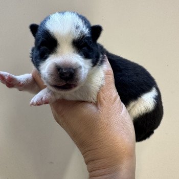 chiot Husky de siberie Noir et Blanc Viking Elevage de Pomsky & Samsky