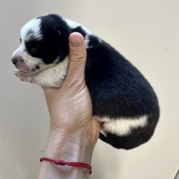 chiot Husky de siberie Pinto Noir et Blanc Viking Elevage de Pomsky & Samsky