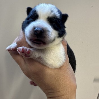 chiot Husky de siberie Pinto Noir et Blanc Viking Elevage de Pomsky & Samsky