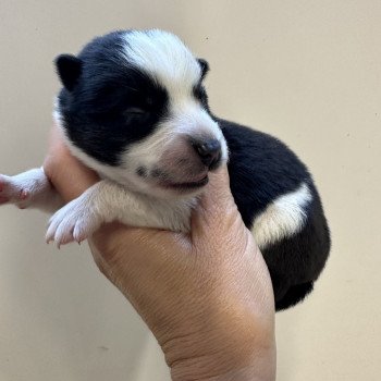 chiot Husky de siberie Pinto Noir et Blanc Viking Elevage de Pomsky & Samsky