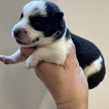 chiot Husky de siberie Pinto Noir et Blanc Viking Elevage de Pomsky & Samsky