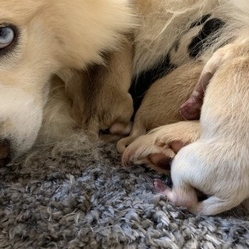 chiot Pomsky creme et blanc, choco dilué, pinto noir et blanc 5 Mâles et 1 Fifille pinto noir et blanche Elevage de Pomsky & Samsky chiot Pomsky creme et blanc, choco dilué, pinto noir et blanc 5 Mâles et 1 Fifille pinto noir et blanche Elevage de Pomsky & Samsky