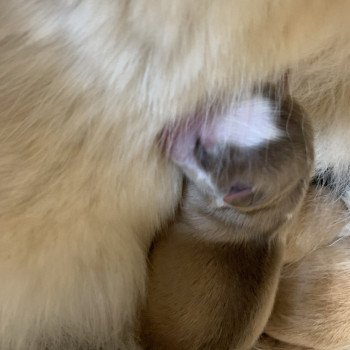 chiot Pomsky creme et blanc, choco dilué, pinto noir et blanc 5 Mâles et 1 Fifille pinto noir et blanche Elevage de Pomsky & Samsky chiot Pomsky creme et blanc, choco dilué, pinto noir et blanc 5 Mâles et 1 Fifille pinto noir et blanche Elevage de Pomsky & Samsky
