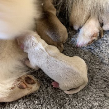 chiot Pomsky creme et blanc, choco dilué, pinto noir et blanc 5 Mâles et 1 Fifille pinto noir et blanche Elevage de Pomsky & Samsky chiot Pomsky creme et blanc, choco dilué, pinto noir et blanc 5 Mâles et 1 Fifille pinto noir et blanche Elevage de Pomsky & Samsky