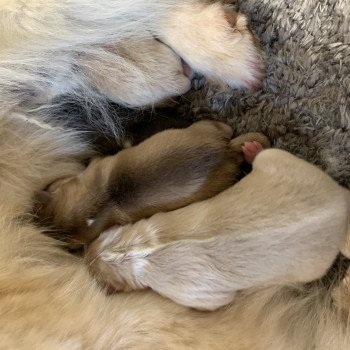 chiot Pomsky creme et blanc, choco dilué, pinto noir et blanc 5 Mâles et 1 Fifille pinto noir et blanche Elevage de Pomsky & Samsky chiot Pomsky creme et blanc, choco dilué, pinto noir et blanc 5 Mâles et 1 Fifille pinto noir et blanche Elevage de Pomsky & Samsky
