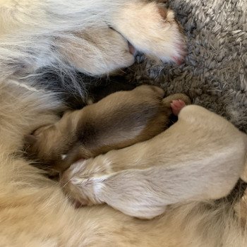 chiot Pomsky creme et blanc, choco dilué, pinto noir et blanc 5 Mâles et 1 Fifille pinto noir et blanche Elevage de Pomsky & Samsky