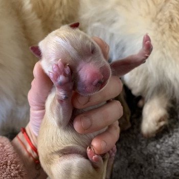 chiot Pomsky creme et blanc, choco dilué, pinto noir et blanc 5 Mâles et 1 Fifille pinto noir et blanche Elevage de Pomsky & Samsky