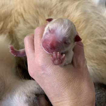 chiot Pomsky creme et blanc, choco dilué, pinto noir et blanc 5 Mâles et 1 Fifille pinto noir et blanche Elevage de Pomsky & Samsky