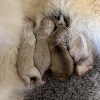 chiot Pomsky creme et blanc, choco dilué, pinto noir et blanc 5 Mâles et 1 Fifille pinto noir et blanche Elevage de Pomsky & Samsky