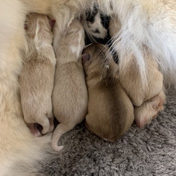 chiot Pomsky creme et blanc, choco dilué, pinto noir et blanc 5 Mâles et 1 Fifille pinto noir et blanche Elevage de Pomsky & Samsky