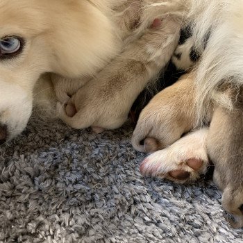 chiot Pomsky creme et blanc, choco dilué, pinto noir et blanc 5 Mâles et 1 Fifille pinto noir et blanche Elevage de Pomsky & Samsky chiot Pomsky creme et blanc, choco dilué, pinto noir et blanc 5 Mâles et 1 Fifille pinto noir et blanche Elevage de Pomsky & Samsky