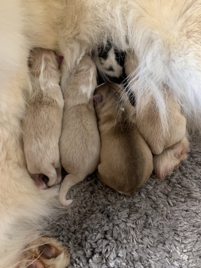 4 Mâles et 1 Fifille pinto noir et blanche Mâle Pomsky